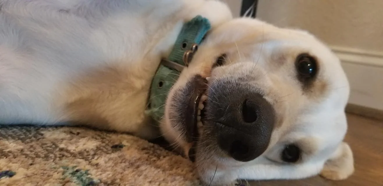 Lacigreen2020 OnlyFans